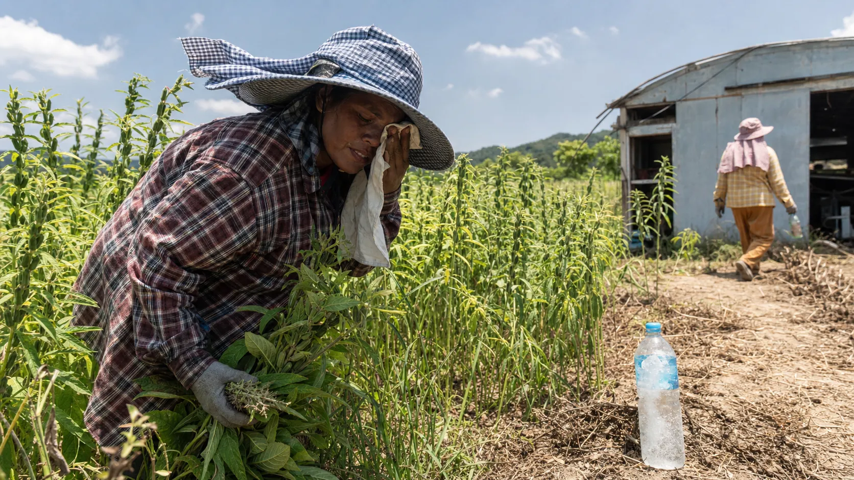 충주 참깨밭 덮친 폭염, 계절근로자도 탈진 위기